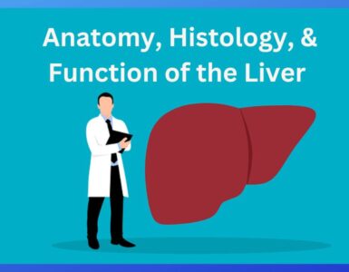 Function of the Liver