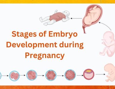Stages of embryo development
