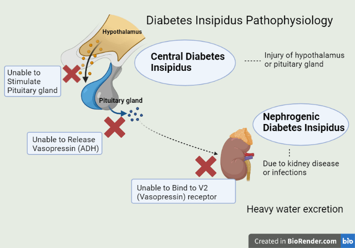 difference between diabetes mellitus and diabetes insipidus